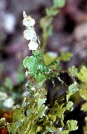 Raja Ampat 2019 - DSC08050_rc - Arrowhead crab -  - Huenia heraldica